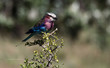 Photo: Lilac breasted roller bird Lilac breasted roller bird