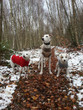 hunde