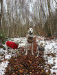 hunde