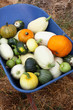Squash Harvest IV