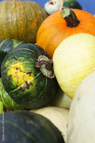 Photo: Squash Harvest III Squash Harvest III