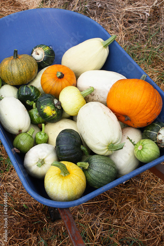 Photo: Squash Harvest IV Squash Harvest IV