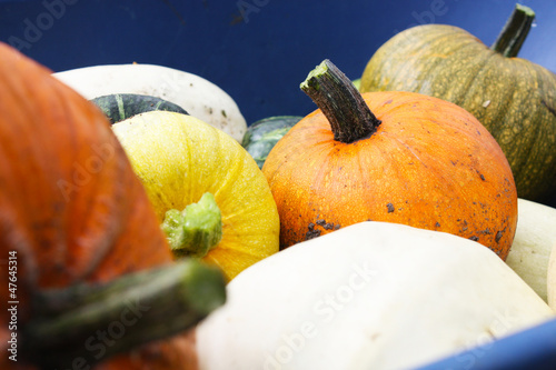 Photo: Squash Harvest II Squash Harvest II