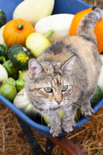 Photo: Squash Harvest I Squash Harvest I