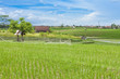Photo: paddy field paddy field