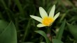 Tulipa kaufmanniana