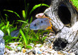 Aquarium Fish dwarf Cichlid-Apistogramma nijsseni.