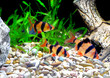 Shoal of aquarium fish-Barbus. (Barbus pentazona)