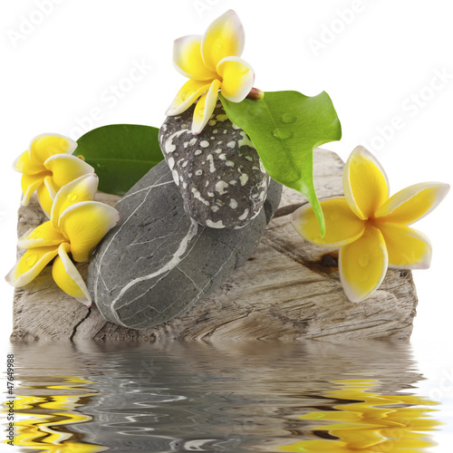 Photo: fleurs et pierres sur bois flotté fleurs et pierres sur bois flotté