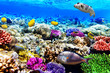 Foto: Coral and fish in the Red Sea. Egypt, Africa. Coral and fish in the Red Sea. Egypt, Africa.