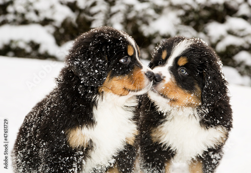 Photo: Bernese mountain dog puppets sniff each others Bernese mountain dog puppets sniff each others