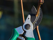 pruning