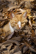 Rote Katze im Laub