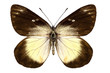 Butterfly species Delias fascelis korupun