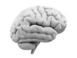 3d brain