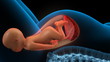 Fetus inside a womb