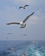 seagull on a background beautiful sky
