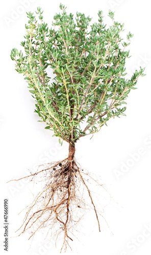 Photo: Thyme herb. Thyme herb.