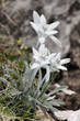 Edelweiss