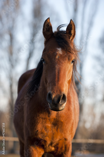 Photo: horse horse