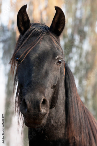 Photo: horse horse