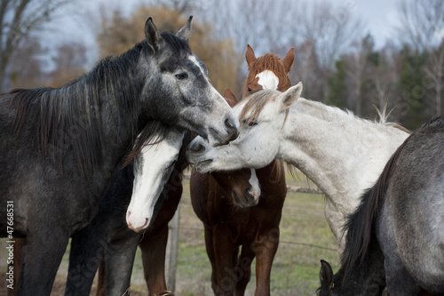 Photo: Horses Horses