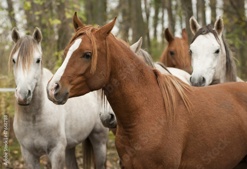 Photo: horses horses