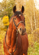 Photo: beautiful sportive stallion autumn portrait beautiful sportive stallion autumn portrait