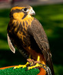 Aplomado Falcon waits to fly