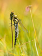 Male Southern Hawker