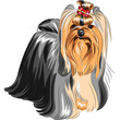 Vector: vector pedigreed dog Yorkshire terrier vector pedigreed dog Yorkshire terrier