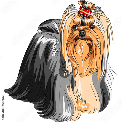 Vector: vector pedigreed dog Yorkshire terrier vector pedigreed dog Yorkshire terrier