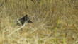Rare Black Coyote Turning