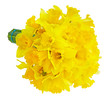 Daffodils