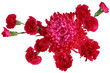 Red Carnation Chrysanthemum
