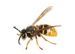 Foto: Wasp. (Paravespula germanica) Wasp. (Paravespula germanica)