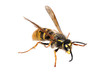 Wasp. (Paravespula germanica)