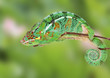 Foto: caméléon caméléon