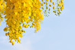 Photo: Golden Shower tree Golden Shower tree