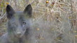 Rare Black Coyote Resting