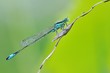 Ischnura elegans e il piccolo rargo