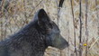 Rare Black Coyote Searching