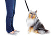 Doing well at his obedience training