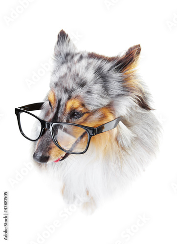 Photo: He's one smart dog! He's one smart dog!