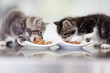 Tucking into to a heathly meal - Pet nutrition