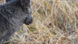 Black Coyote Eating Grass