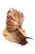 East African land snail isolated over white