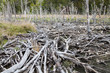 Beaver dam at tierra del fuego national park