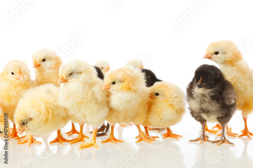 Photo: baby chicken on white baby chicken on white