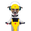 handyman dog worker